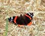 red admiral